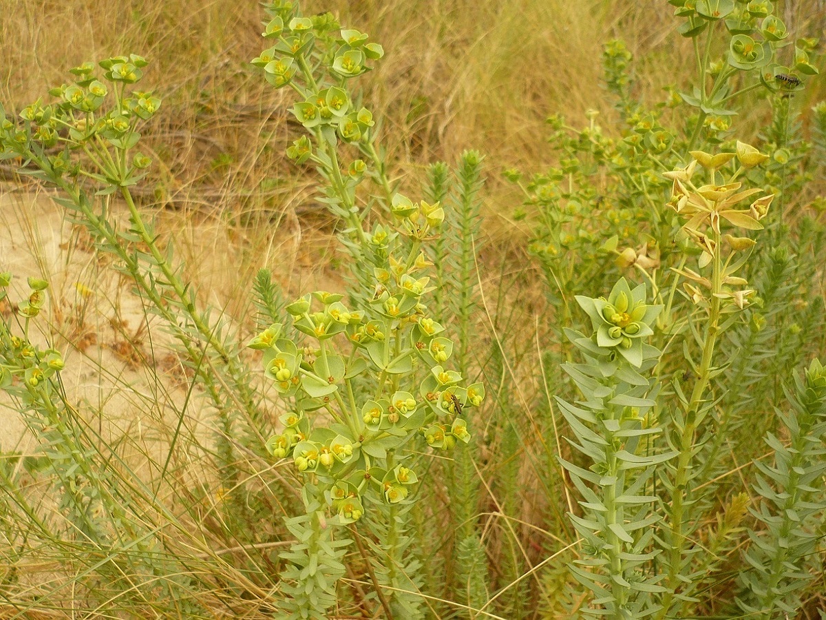 Euphorbia paralias (Euphorbiaceae)